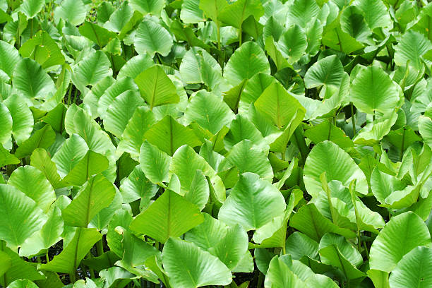 green-pflanzen hintergrund - lillypad lily water lily water stock-fotos und bilder