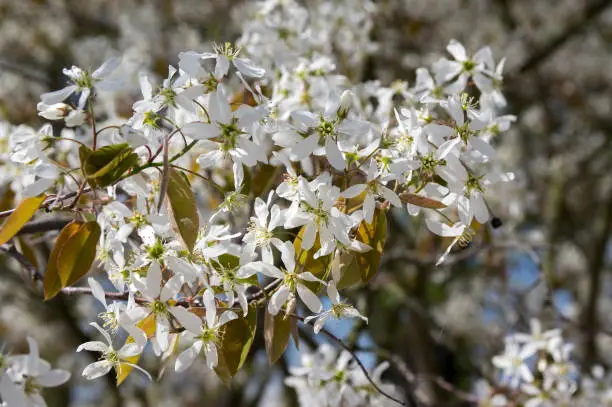 Amelanchier lamarckii deciduous flowering shrub, group of white flowers on branches in bloom, snowy mespilus plant cultivar