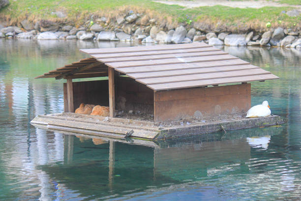 a little house for ducks in the lake