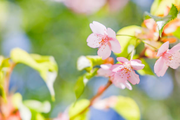Cherry blossoms in full bloom and fresh green leaves Cherry blossoms in full bloom and fresh green leaves cherry colored stock pictures, royalty-free photos & images