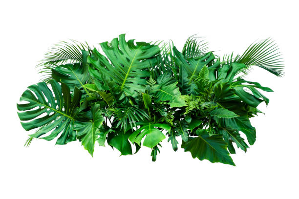istock green leaves for background and wallpaper 1210084128