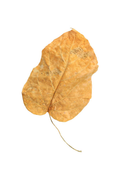 istock Brown dry leaves isolated over white background. 1210086047
