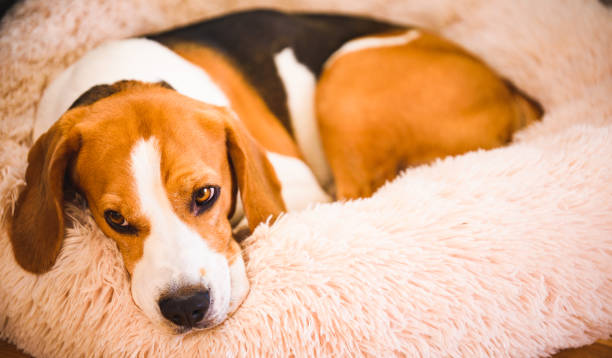 istock Beagle dog tired sleeps on a fluffy dog bed. 1210088669