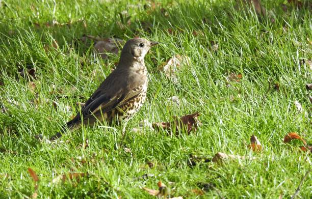 istock Close-up rear side view of Mistle Thrush on grass covered with fallen leaves 1210090074
