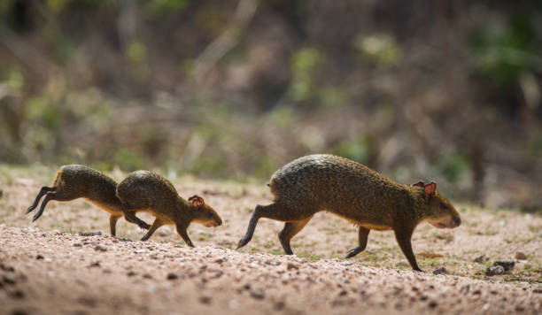 아자라스 아구티 - agouti 뉴스 사진 이미지