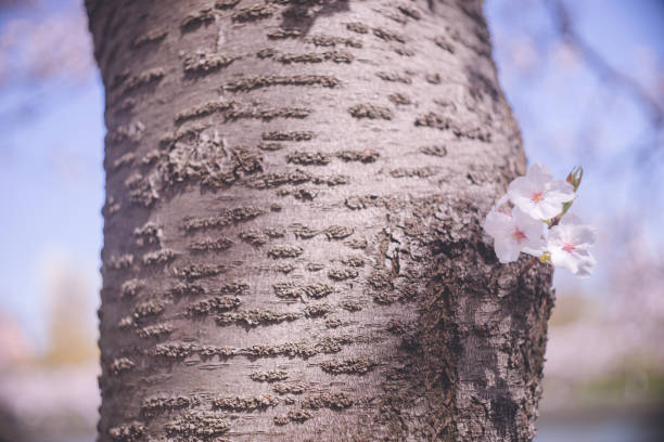 Beautiful cherry blossom sakura tree trunk and flowers. stock photo