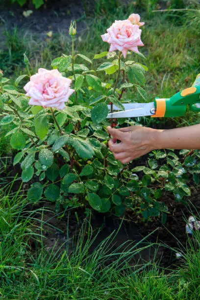 Woman in gloves trims a rose garden with the help of pruning shears