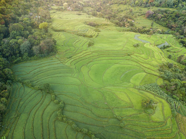 Drone bird's eye view of a layered cascading green paddy field in Riverston, Matale, Sri Lanka stock photo