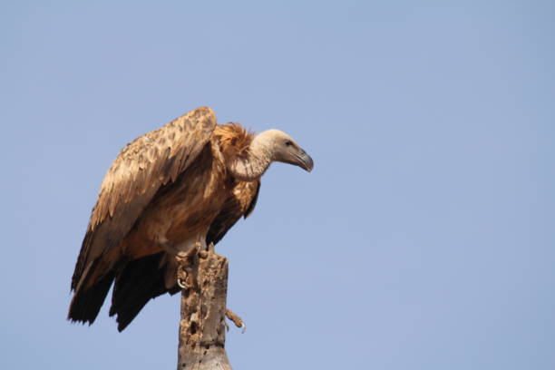 istock Cape Vulture Looking Right Near View 1210091638