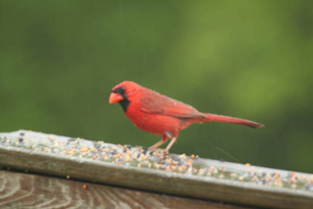 istock Cardinal Bird on Wooden Plank 1210091674
