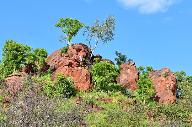 The maquis, or macchia, is a type of dense, evergreen shrubland found primarily in the Mediterranean region. This vegetation is characterized by hardy shrubs and small trees such as holm oak, rosemary, and juniper, which thrive in the hot, dry summers and mild, wet winters typical of Mediterranean climates. The maquis habitat is well adapted to fire, with many plants having thick bark and deep root systems to survive and regenerate after wildfires. It provides a unique and rich ecosystem for a variety of wildlife.