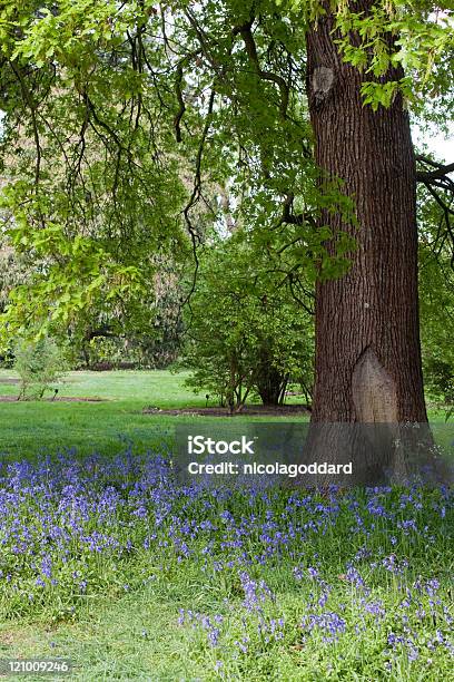 Bluebells Stock Photo - Download Image Now - Beauty In Nature, Blue, Bluebell