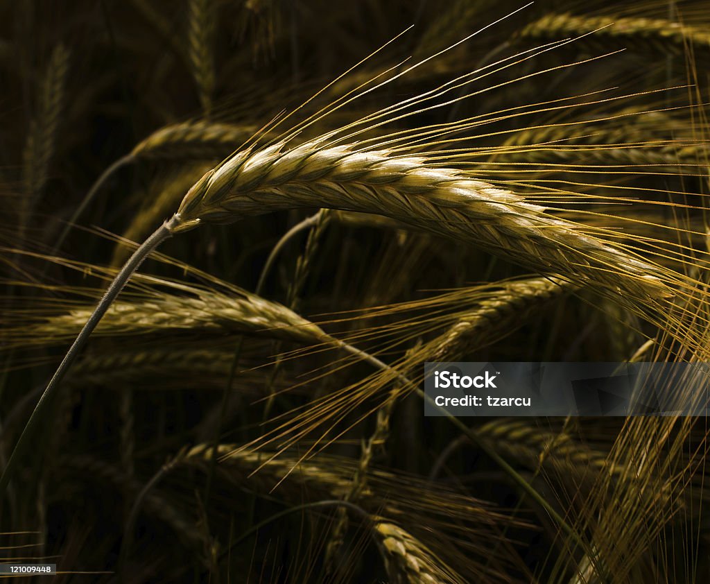 Détail de blé les oreilles - Photo de Agriculture libre de droits