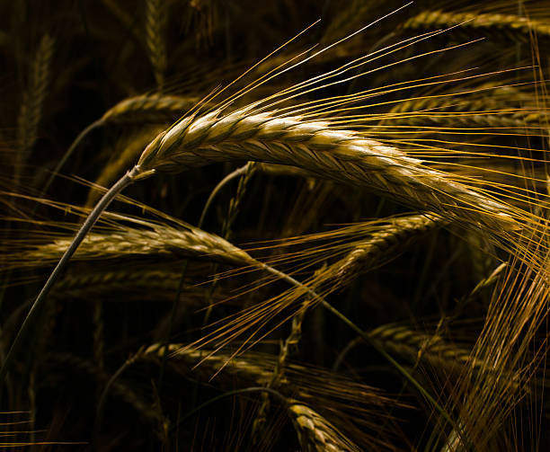 istock Detail of wheat's ears 121009448