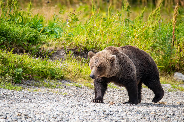 istock Young Brown Bear, Kurile Lake, Kamchatka 1210095559