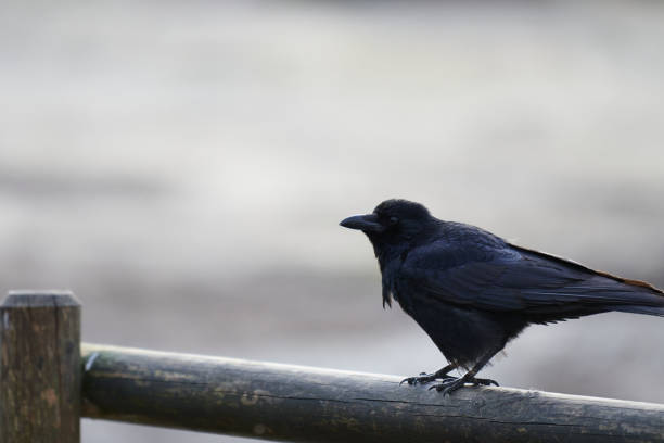 istock Profile of a carrion crow (Corvus corone) 1210097763