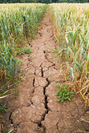 DSLR photograph of drought cracked mud on a path through a green wheat field.  Portrait orientation. Photo taken near Epping forest, north of London, England during a very hot, dry drought spell in the summer of 2007.