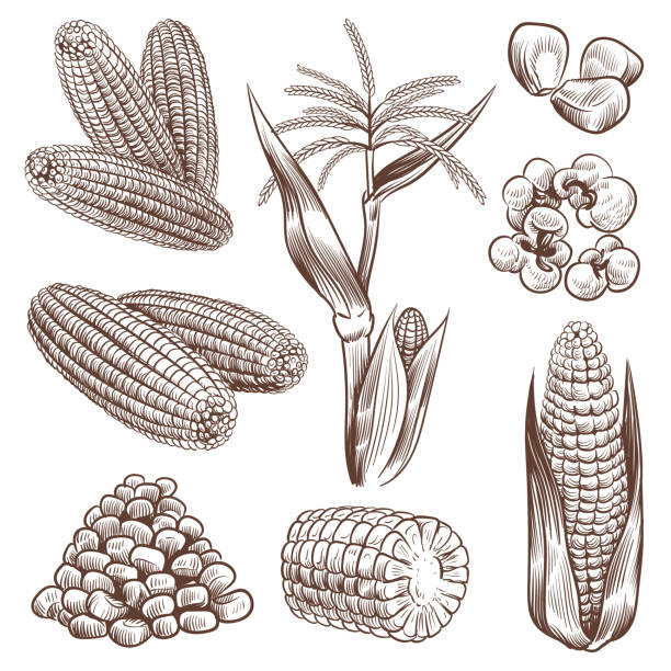 Sketch corn. Hand drawn vintage drawing cereal plants agriculture maize, corn cob and grains, popcorn for fast food packaging, menu vector set Sketch corn. Hand drawn vintage drawing cereal plants agriculture maize, healthy corn cob and grains, popcorn for fast food packaging, menu vector engraving set crop plant illustrations stock illustrations