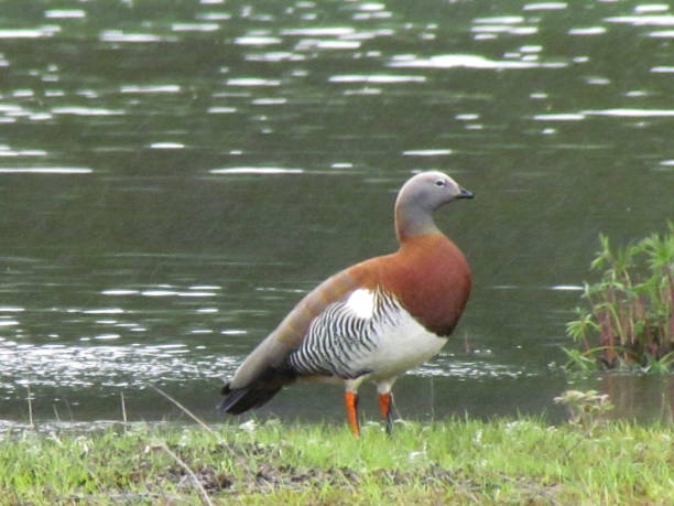 istock Ashy-headed goose (Chloephaga Poliocephala) its presence indicates preservation of the environment. 1210100914