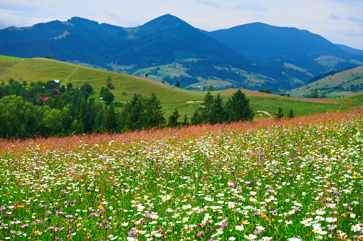 nature, summer landscape in carpathian mountains, wildflowers and meadow, spruces on hills, beautiful cloudy sky