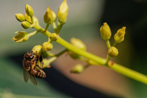 istock European honey bee, pollinating avocado flower 1210101454