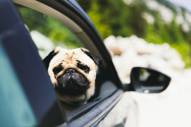 istock Little Traveler is ready for an exciting road trip! 1210102576
