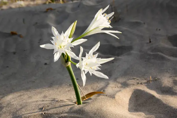 Pancratium maritimum, Hymenocallis, sea daffodil, white bulbous mediterranean plant in bloom