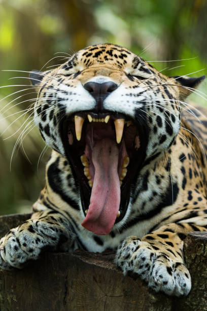 istock Jaguar relaxing in the jungle 1210103041