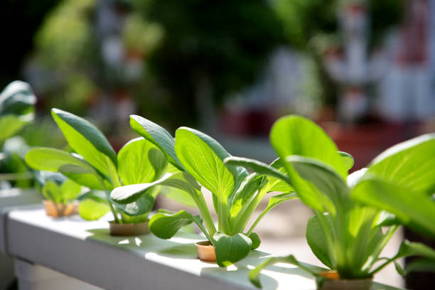 zrównoważony przemysł rolny - hydroponics zdjęcia i obrazy z banku zdjęć