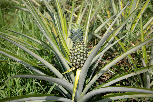 Fresh pineapple growing in Malaysia.