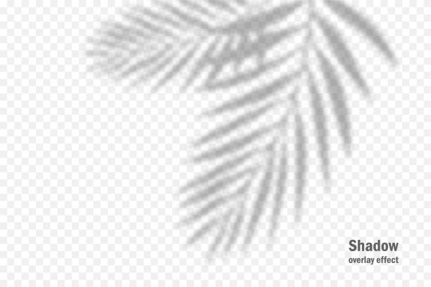 illustrazioni stock, clip art, cartoni animati e icone di tendenza di effetto sovrapposizione ombra vettoriale. luce morbida trasparente e ombre da rami, piante e foglie. mockup di ombra foglia trasparente e fulmini naturali. - foglia di palma