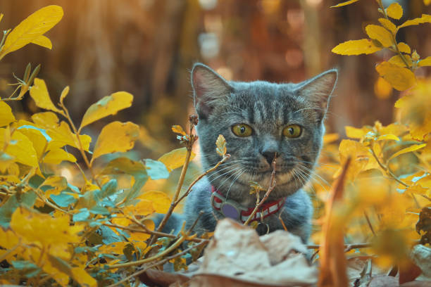 istock The cute gray cat is enjoying the walk in the backyard. 1210105944