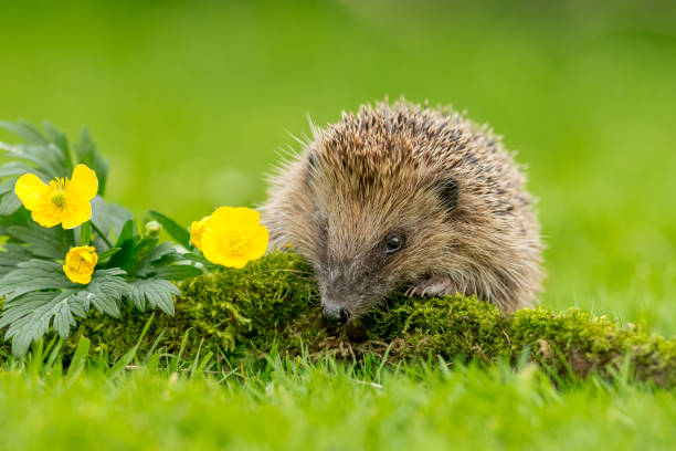 Hedgehog, wild, native, European hedgehog facing forward over a green moss log with bright yellow buttercups. stock photo