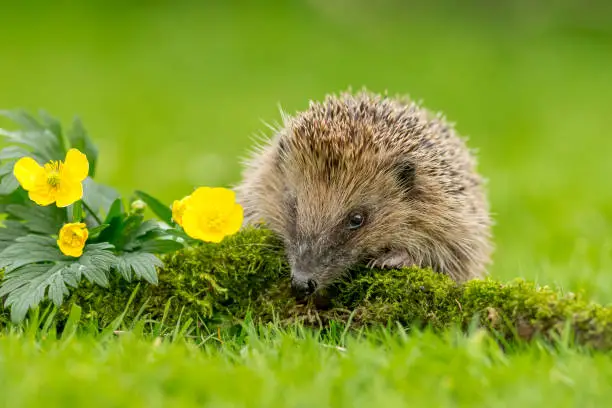 Hedgehog, (Scientific name: Erinaceus Europaeus), wild, native, European hedgehog facing forward over a green moss log with bright yellow buttercups. Clean background. Horizontal, space for copy.