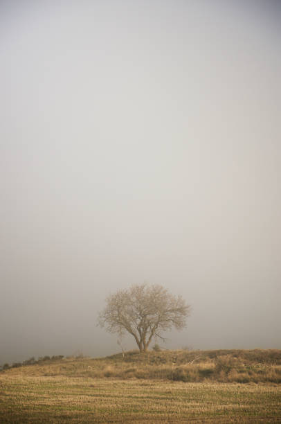 istock Tree without leaves among the fog 1210106004