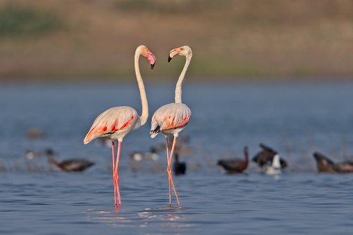A Flock of Greater Flamingos at Bhigwan wading in water