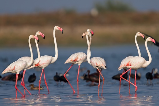 A Flock of Greater Flamingos at Bhigwan wading in water