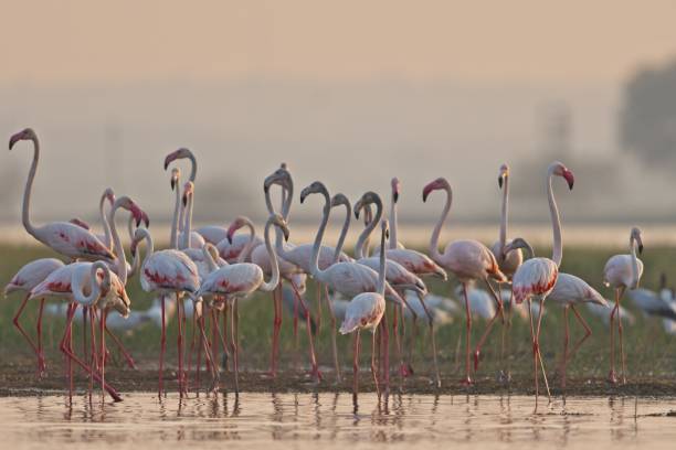 istock Greater Flamingos 1210108432