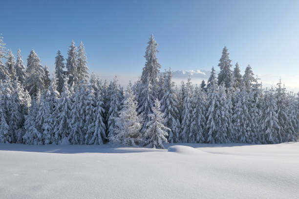 istock Winter forest covered with snow in mountains. 1210108562