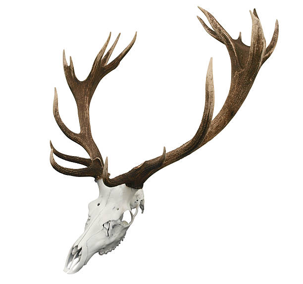 17 침봉 장착형 sika 숫사슴 horns - antler stag deer animal skull 뉴스 사진 이미지