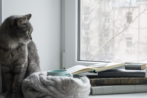 Grey cat sitting on the windowsill , looking at the weather through the window. Next to it is a stack of old books and a photo album, and a Cup wrapped in a soft scarf