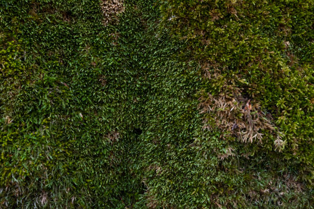 istock The green moss background on the wood. Nature texture. 1210112066