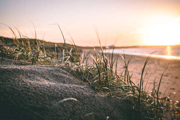 1 700 Goldenhour Stock Photos Pictures Royalty Free Images iStock 1 700 Goldenhour Stock Photos Pictures Royalty Free Images iStock