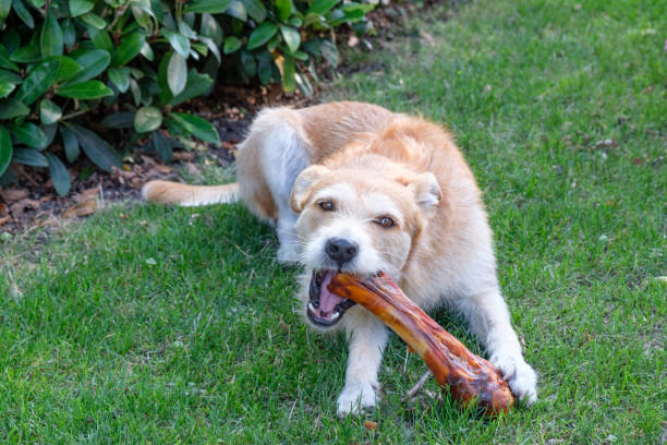 istock brown dog with bone on rass in garden 1210113349