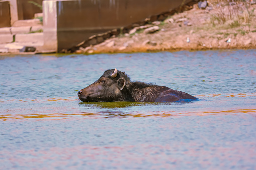 The water buffalo (Bubalus bubalis) or domestic water buffalo is a large bovid originating in the Indian subcontinent, Southeast Asia,Indian buffalo in ground at lakes,Indian water buffalo in the small lake with blue water.,