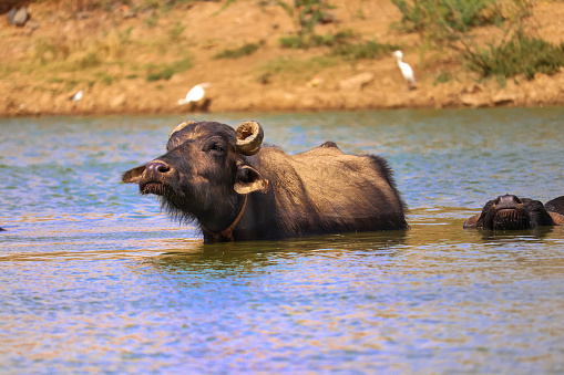 The water buffalo (Bubalus bubalis) or domestic water buffalo is a large bovid originating in the Indian subcontinent, Southeast Asia,Indian buffalo in ground at lakes,Indian water buffalo in the small lake with blue water.,