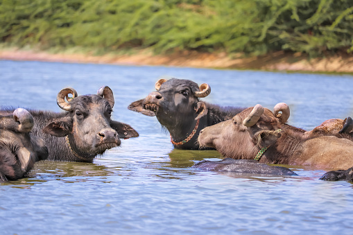 milky Buffalo group,Indian buffalo or domestic Asian water buffalo in ground at water lake,The water buffalo (Bubalus bubalis) or domestic water buffalo is a large bovid originating in the Indian subcontinent,
