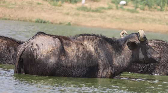 milky Buffalo group,Indian buffalo or domestic Asian water buffalo in ground at water lake,The water buffalo (Bubalus bubalis) or domestic water buffalo is a large bovid originating in the Indian subcontinent,