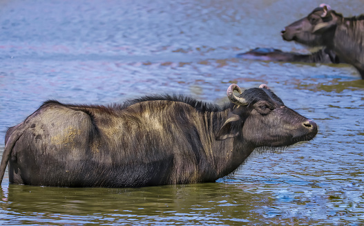 buffalo crossing a river in the Lake Nakuru National Park ,indian buffaloes bathing in lake,Buffaloes natural habitat in india