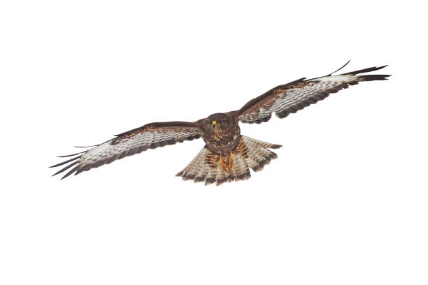 istock Common buzzard, buteo buteo, flying isolated on white background 1210116925